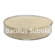Bacillus subtilis Eau soluble 500cfu / g pour l&#39;additif d&#39;alimentation